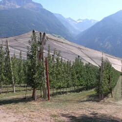 Apfelplantagen wohin das Auge reicht 🍎