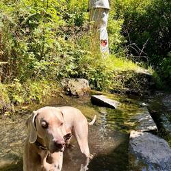 Wotan im Kneipp-Becken