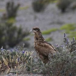 Carunculated Caracara (Imagure)
