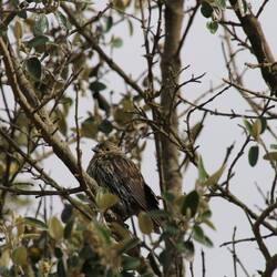 Plumbeous Sierra Finch (female)