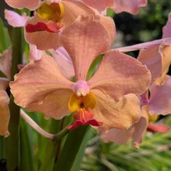 Papilionanda Xishan Mindful 85