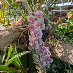 Dendrobium Tay Poh Imm