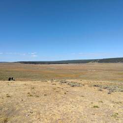 Die schwarzen Punkte sind die Bisons