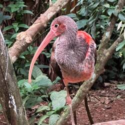 Rosa Ibis