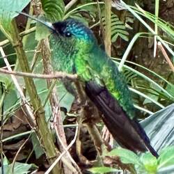 Kolibri