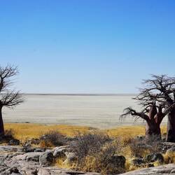 Baobabs in allen erdenklichen Formen
