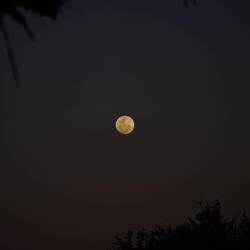 Vollmond