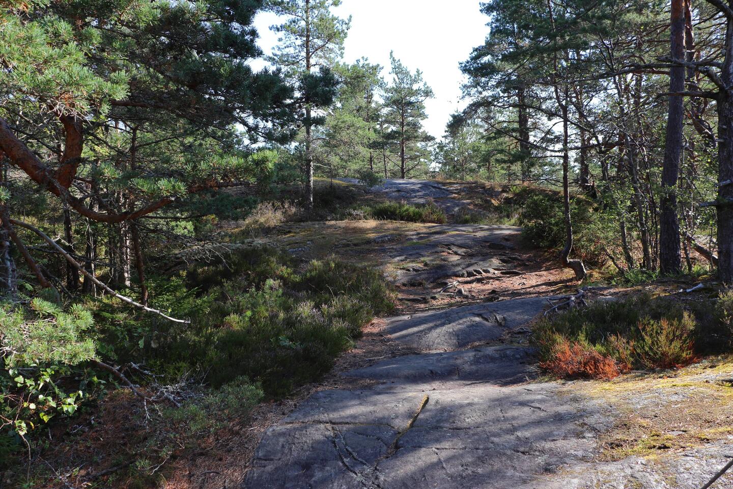 Pfad durch den Wald über Schären