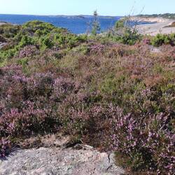 auch in rauer Umgebung an der Küste blüht Heide