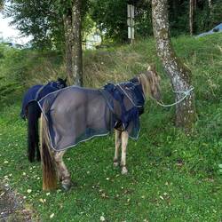 Die Pferde chillen im Schatten...