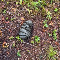 Echte Elch Kacke 💩