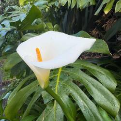 Large white lily flowers are seen everywhere, especially in the Northland area.