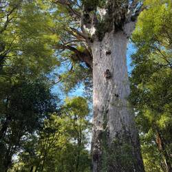 Tāne Mahuta, father of the forest, the oldest tree in NZ