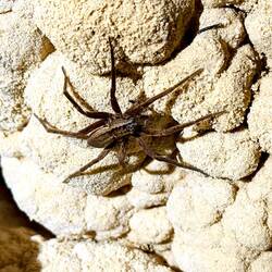 Life in the dark cave