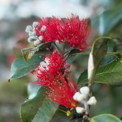 The flower of a Pōhutukawa variety