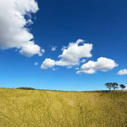 The caldera rim of Maungawhau