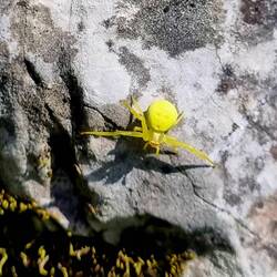 Knallgelb, das kleine Ding!