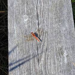...mit Libellen...
