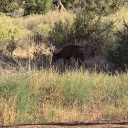 Da hat mir jemand beim Zeltaufbau zugesehen