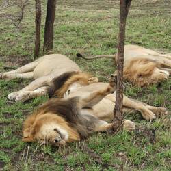 Die drei starken Jungs