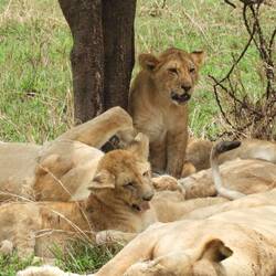 In manchen Rudeln konnte man die Anzahl der Löwen nicht zählen, da sie teilweise übereinander lagen