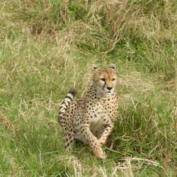 Gepard