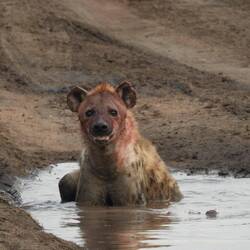 Diese Hyäne hat sich 'ne Keule geschnappt und die in der Pfütze versteckt
