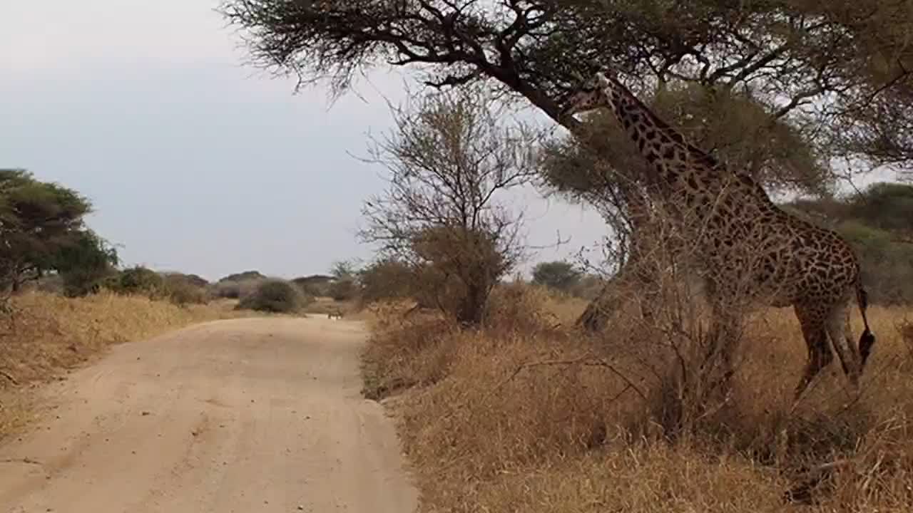 noch im Tarangire...