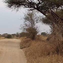 noch im Tarangire...