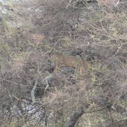 Löii ufrm Boum, bismer de dä hei gseh...