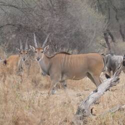 Eland Antilope, die grösste wos git (bis zu 900kg)