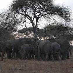 Eine Rüttlet Frücht abe und när wird gässe