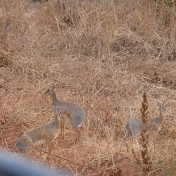 Dikdiks die chliinste Antilope in Ostafrika