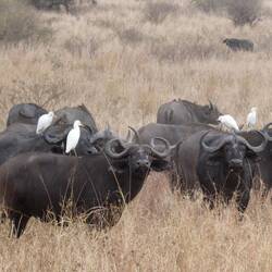 Riisigi Büffelherde