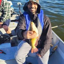 Jackson's catfish