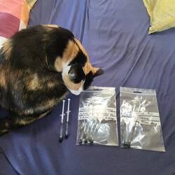 Leni beäugt die Medizin. 😾