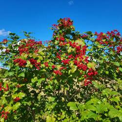 Kennt jemand diese Beeren?