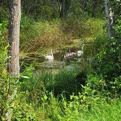 Wolli entdeckt ganz versteckt eine Schwanenfamilie.