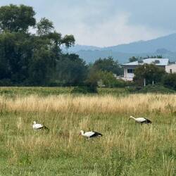 Die gehören einfach ins Elsass