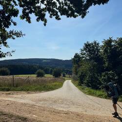 Aus dem Wald in die Sonne
