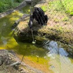 Fishing for delicious green peppers!