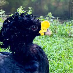 Curlzzzz for dayzzzzz