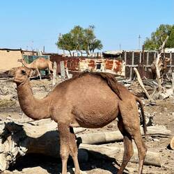 Lamiere, cammelli e disagio in una rara sosta