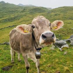 Willst eine Streicheleinheit?