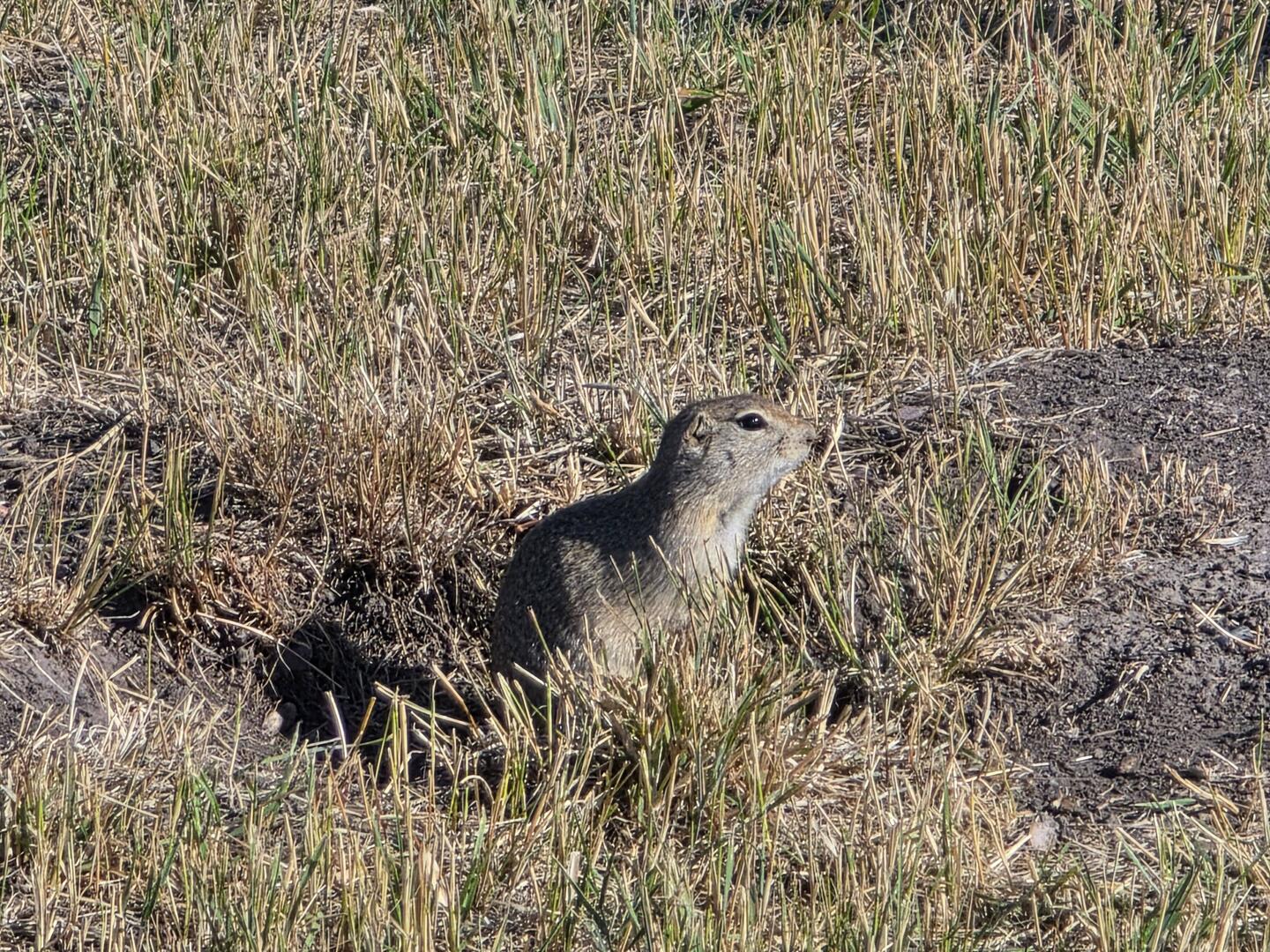 Prairie Dog