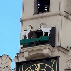 Die Böcke erscheinen!