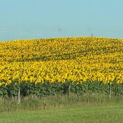 Many, Many Acres of Sunflowers