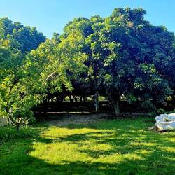 Direkt neben einer Mango Plantage