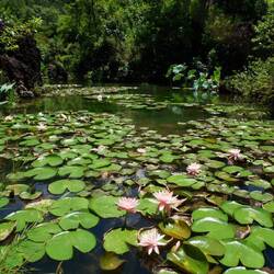 Der Fluss schmiegt sich wie durch einen Japanischen Garten