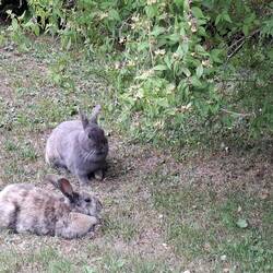 HOPPEL und MOPPEL die frei laufenden Kaninchen vor dem Gasthof